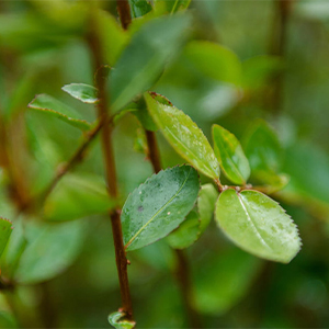 Act Beautifule_month